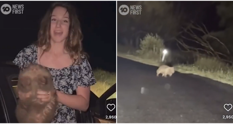 Indignación en Australia: influencer capturó a cría de wombat para tomarse una foto