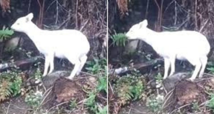 Pudú albino en Chiloé