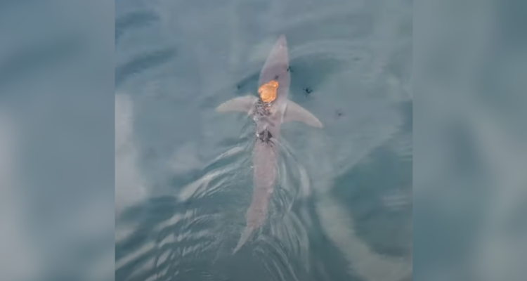 Captan a pulpo “viajando” sobre un tiburón en Nueva Zelanda: “No tenemos idea cómo se encontraron”