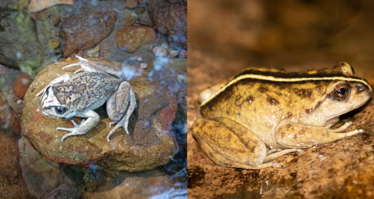 Ranita Alsodes vittatus que se creía desaparecida hace 130 años