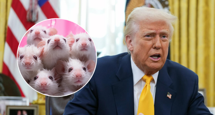 ¿Ratones transgénero? Lo que hay detrás de la acusación de Trump en su discruso del estado de la Unión
