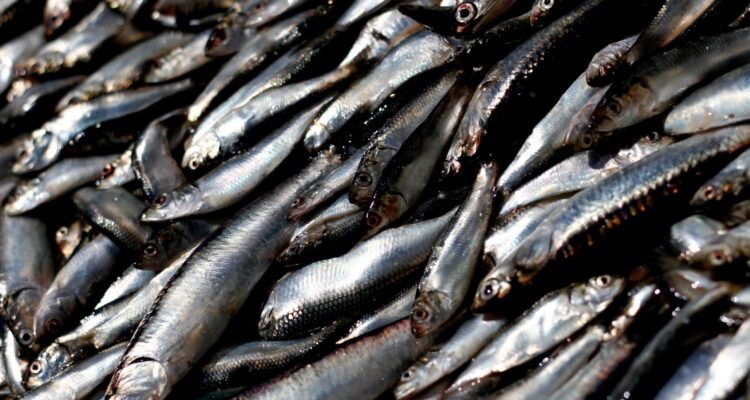 Declaran admisible recurso de la pesca industrial en contra de Grau por recurso de sardina y anchoveta