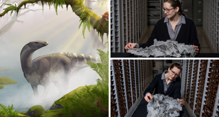 Revelan el fósil de un dinosaurio descubierto en Escocia hace 52 años