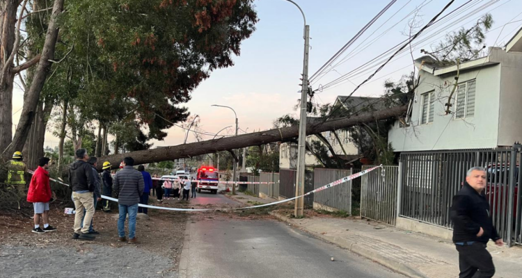 Árbol de gran magnitud cae sobre casas particulares en Temuco: estaba siendo talado por terceros