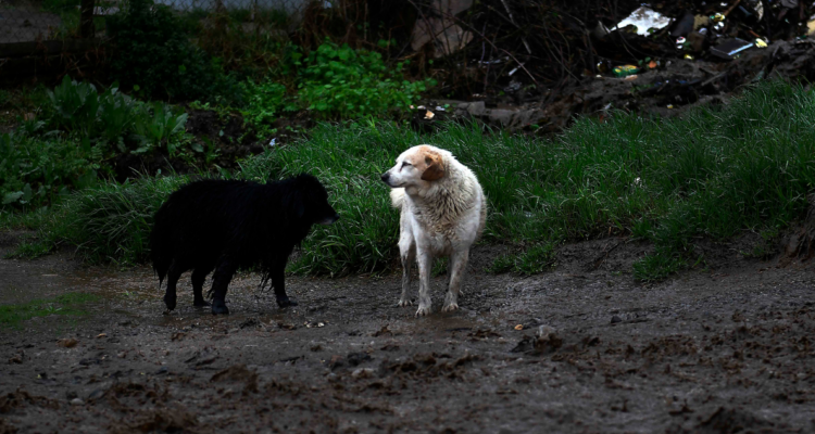 Municipio de Santa Juana realiza operativo para atender a mascotas y animales afectados por incendios