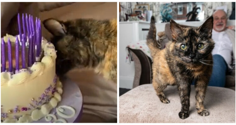 Millie, la gatita de 30 años