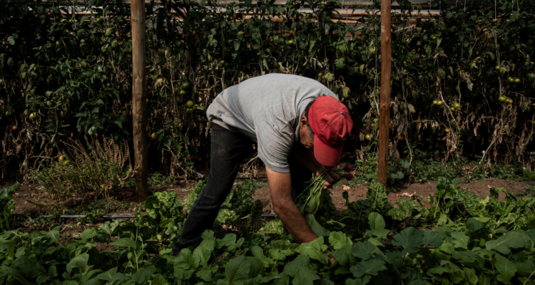 Proponen barrera agrícola en Chiloé por avance de gusano blanco y ataques de visón americano