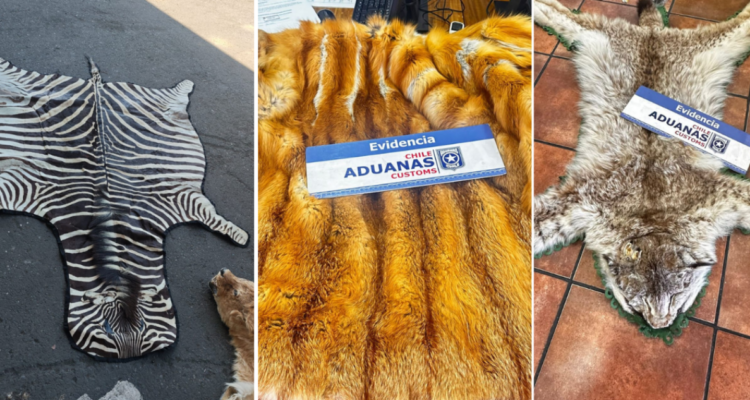 Contrabando pieles puerto de San Antonio
