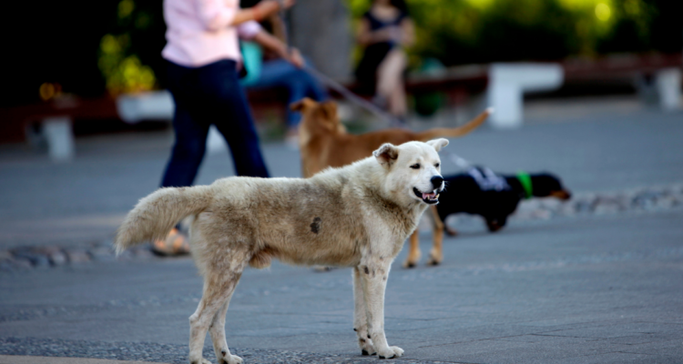 Perros abandonados Osorno