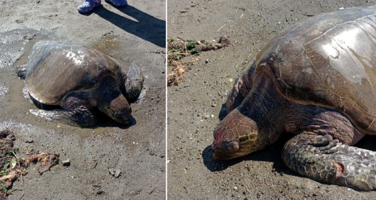 Hallan tortuga varada en río de Ancud