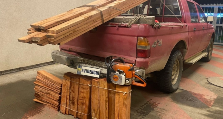 robo árboles nativos