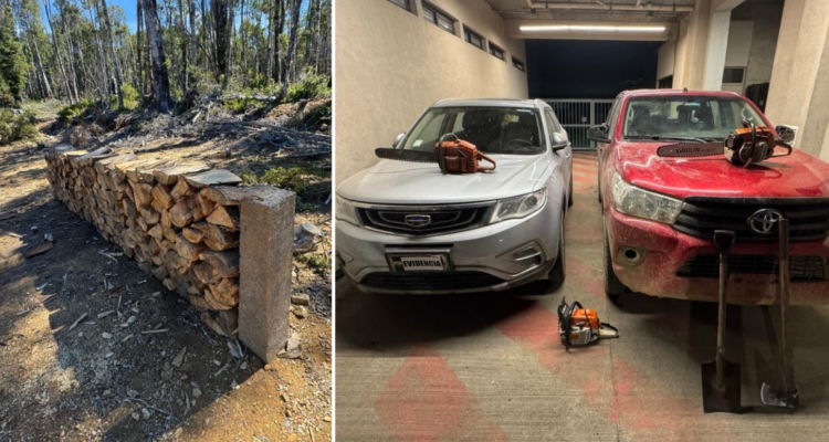 Robo de madera nativa