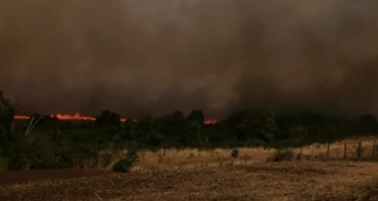 Incendio forestal obliga a evacuar posta rural en Nueva Imperial