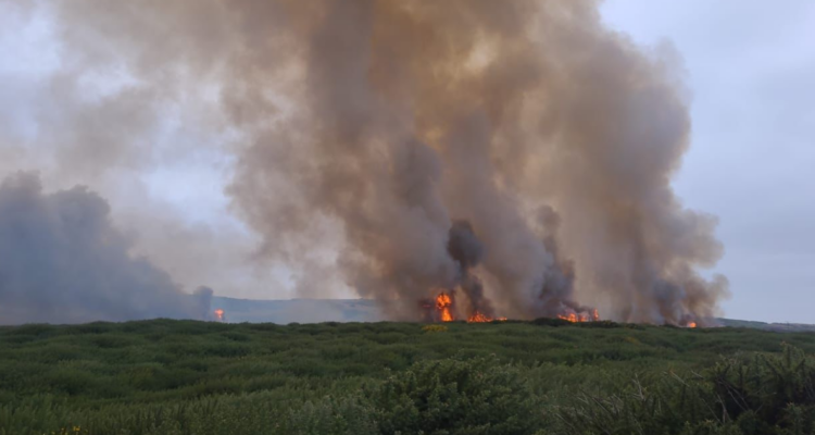 Incendio forestal afecta a sector Puerto Norte de Isla Santa María en Coronel