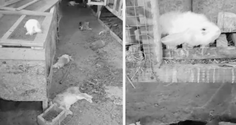 Denuncian feroz ataque de perros asilvestrados a crianza de conejos en Quilaco