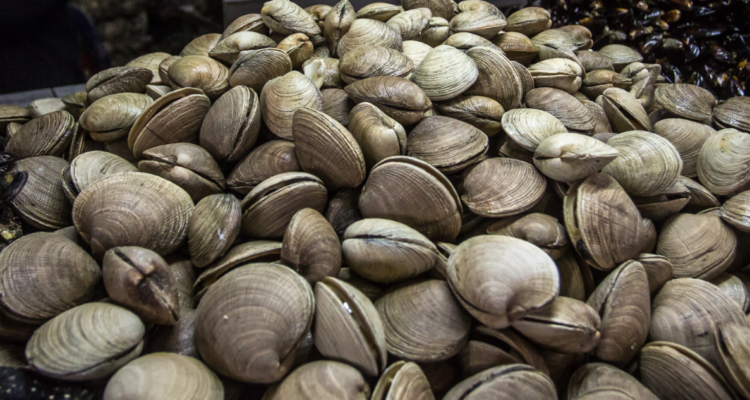 Decomisan 400 kilos de almejas