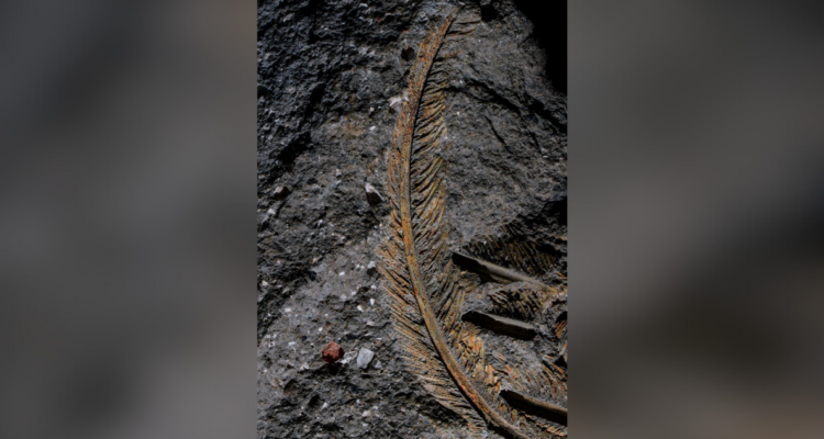 Una pluma de buitre fosilizada demuestra que la roca volcánica preserva tejidos animales