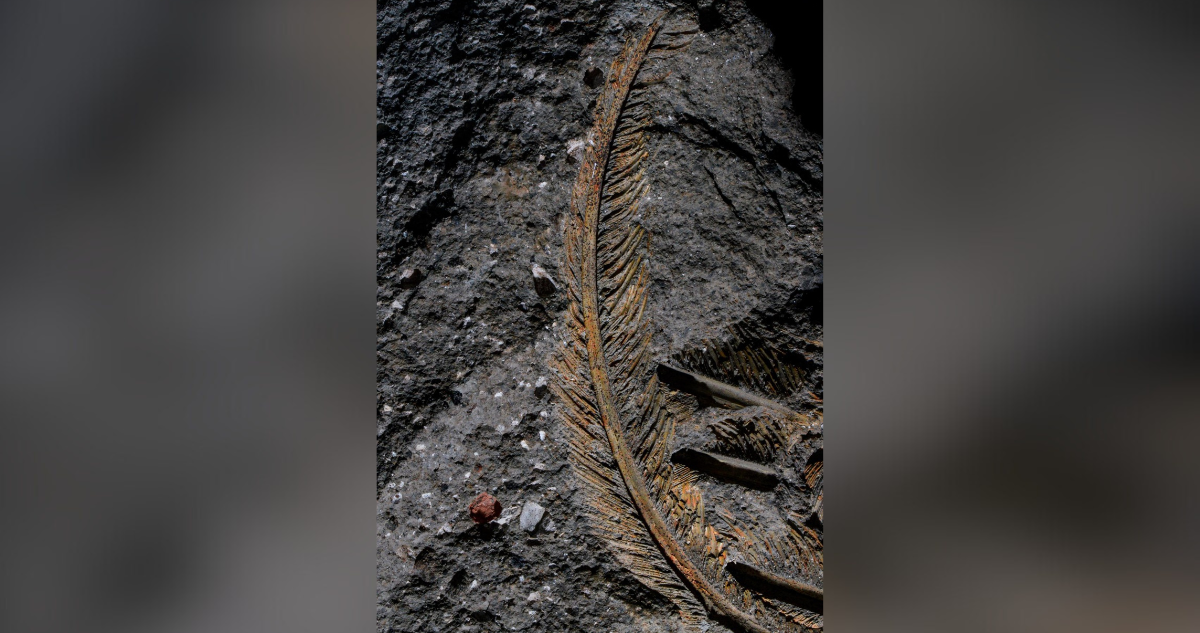 Una pluma de buitre fosilizada demuestra que la roca volcánica preserva tejidos animales