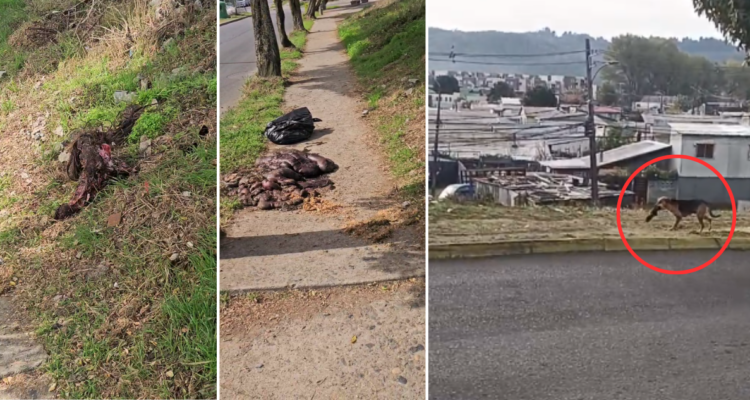 Órganos y pellejos: vecinos de Barrio Modelo en Concepción acusan restos de caballo en vía pública