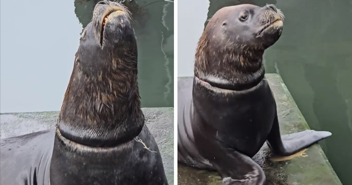 Lobo marino presenta herida en el cuello por soga metálica: Sernapesca busca auxiliarlo
