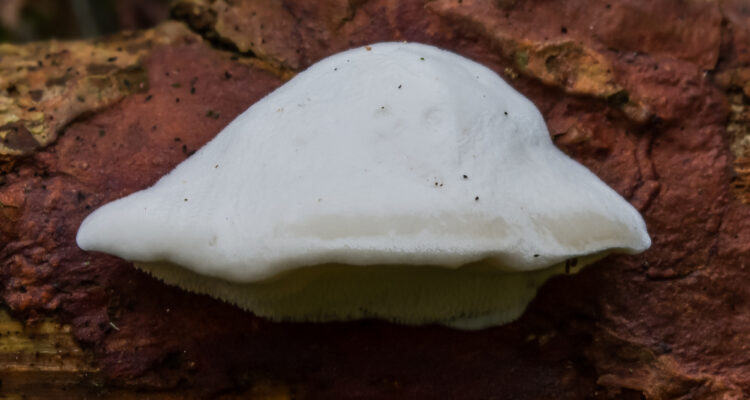 Foto del hongo Amaropostia stiptica, que contiene la sustancia más amarga
