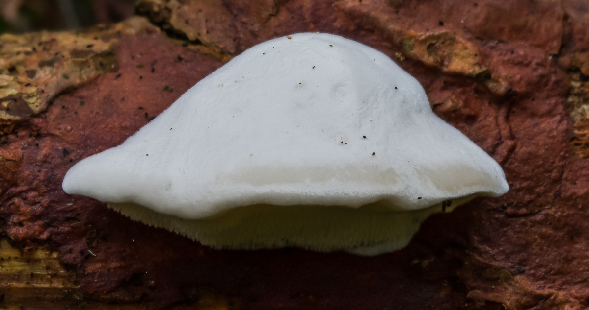Foto del hongo Amaropostia stiptica, que contiene la sustancia más amarga