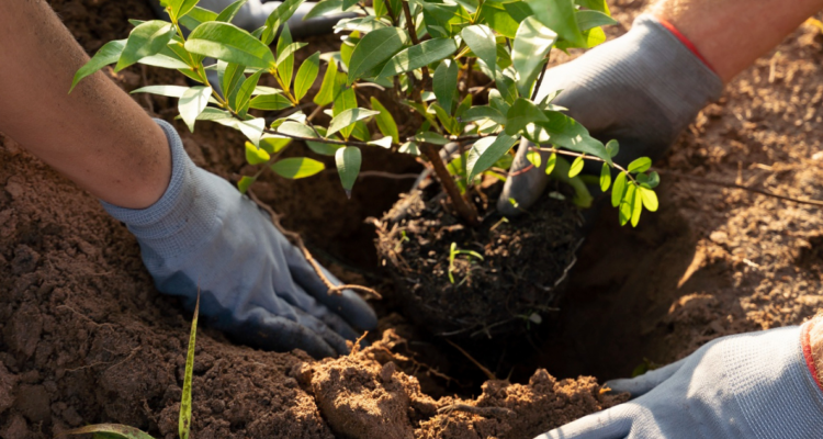 Es gratis: regalarán miles de árboles nativos en la UdeC, ¿cuándo y cómo obtener el tuyo?