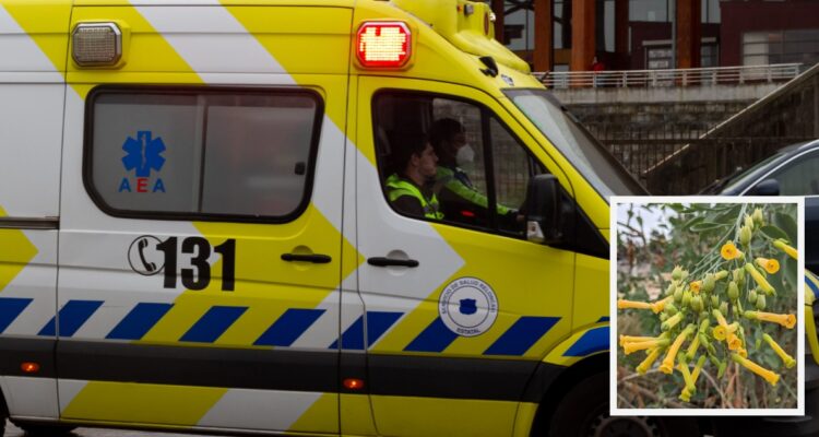 Asiático muere tras presunto consumo de planta tóxica en Rinconada