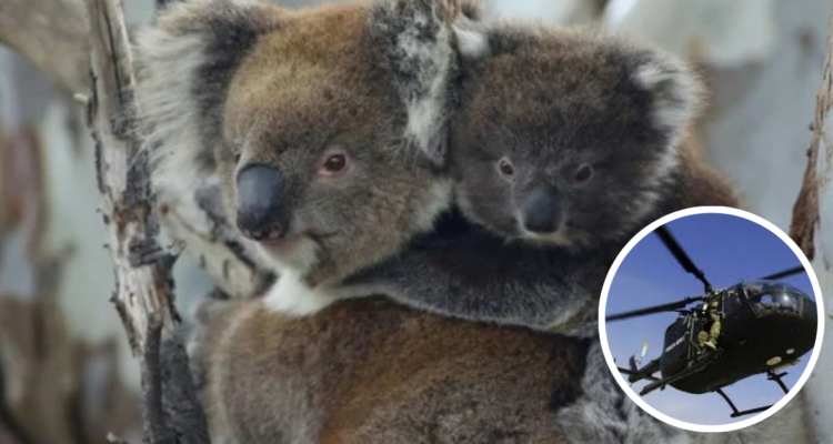Koalas ejecutados por francotiradores en Australia