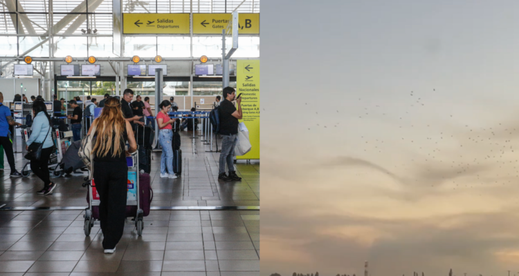 Las aves migratorias que tienen de cabeza al Aeropuerto de Santiago con el retraso de vuelos