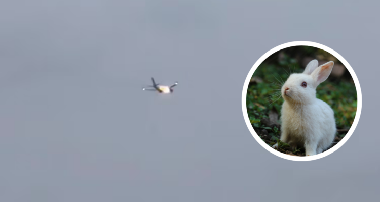 Avión en EE.UU aterriza de emergencia con un motor en llamas tras chocar con un conejo (en serio)