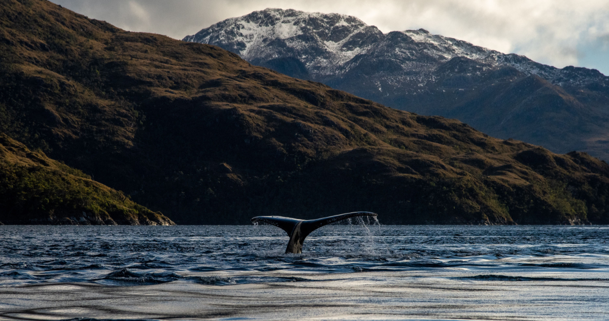 Foto de una ballena en la Patagonia por el Día de la Tierra