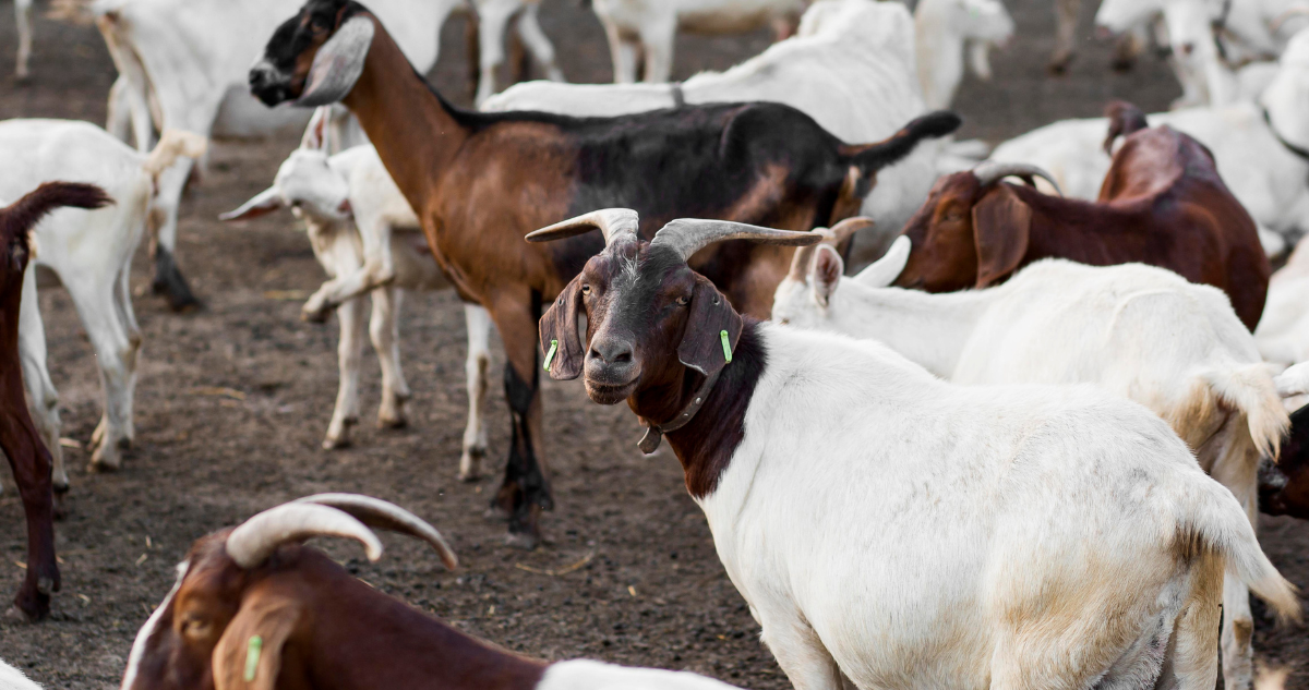 Cabras sobrevivieron casi 3 siglos sin agua dulce en isla de Brasil: estudian posible nueva raza