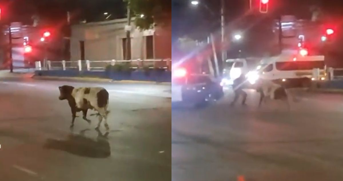 Carabinero termina herido tras ser atacado por una vaca en San Bernardo