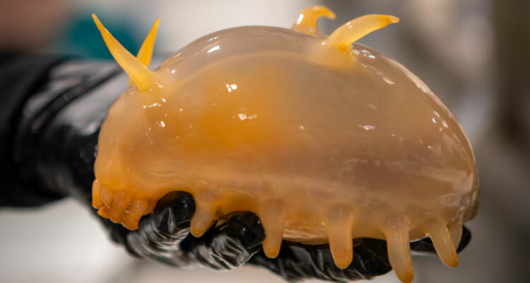 Cerdito marino entre las raras criaturas encontradas en la Antártica