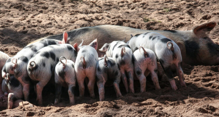 Implantes de pene impresos en 3D restauraron la función eréctil y la capacidad de eyacular en animales