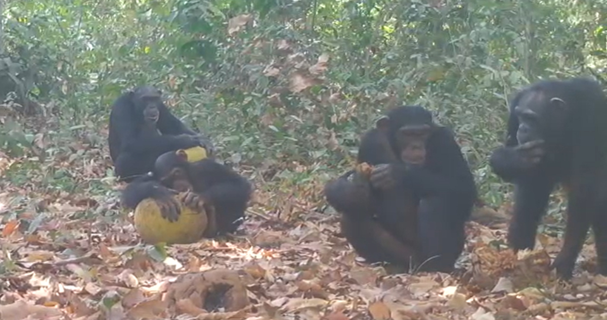 Chimpancés consumiendo fruta con alcohol