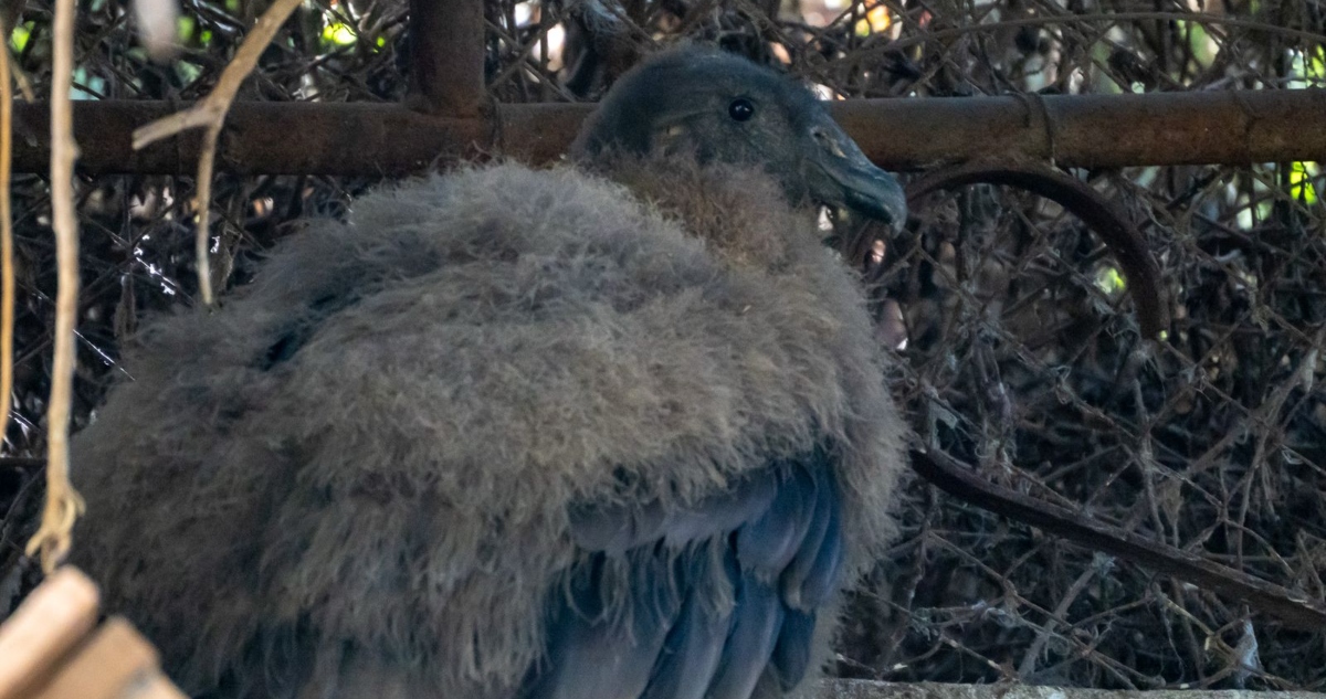 Cóndor Andino nace en zoológico de Quilpué