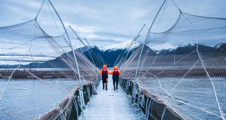 Salmonera Cooke. ¿Por qué las salmoneras insisten en desafiar la institucionalidad ambiental chilena?