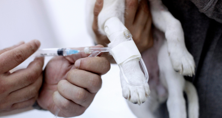 Denuncian a falso veterinario por ejercicio ilegal de profesión: utilizaba registro de otro médico