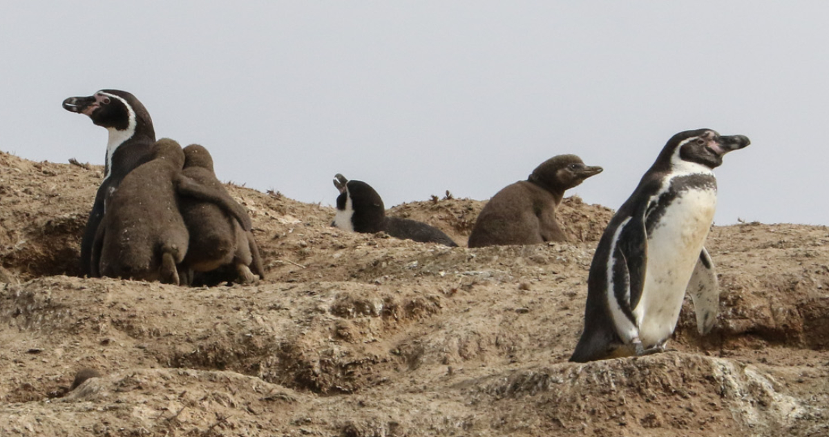 Pingüino de Humboldt