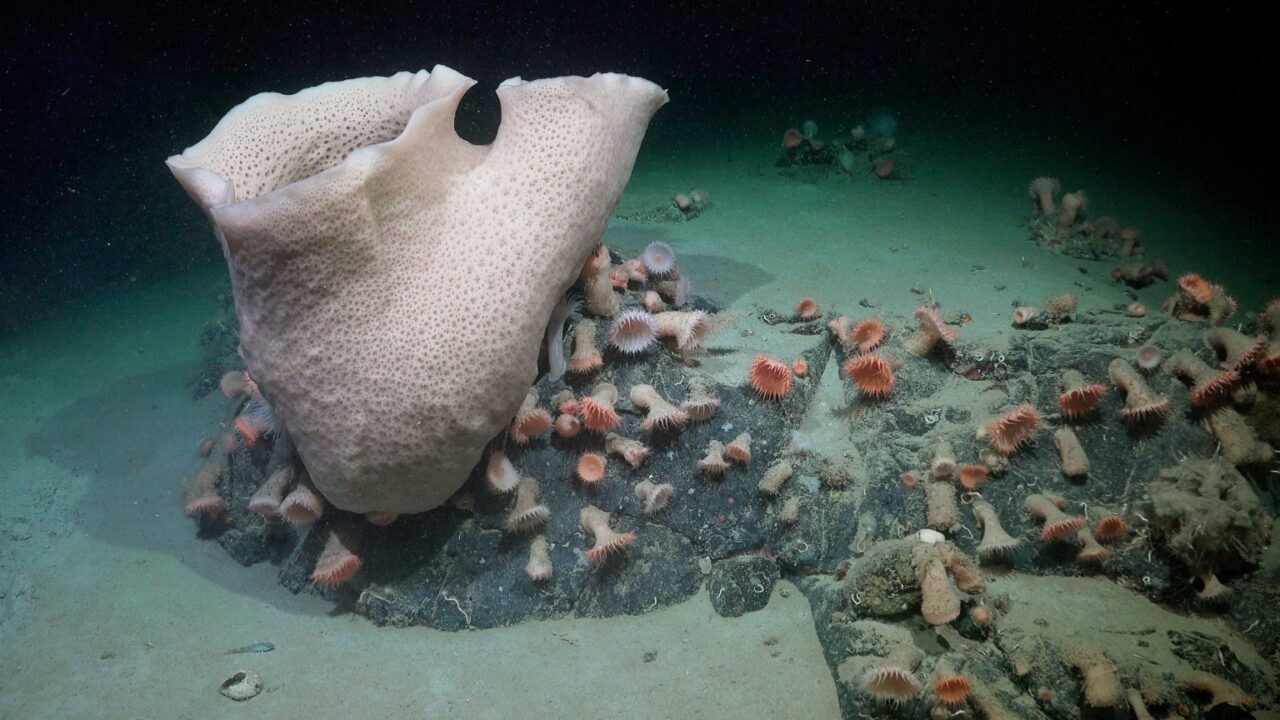 Colosal iceberg se desprende y revela ecosistema nunca visto