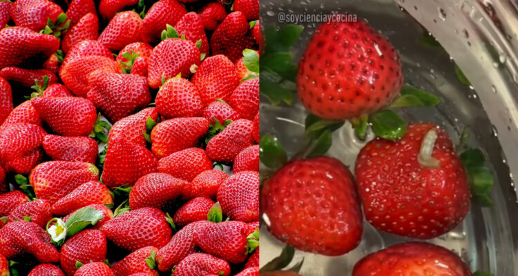 ¿Las frutillas pueden tener larvas? La verdad tras el truco viral del remojo en agua con sal