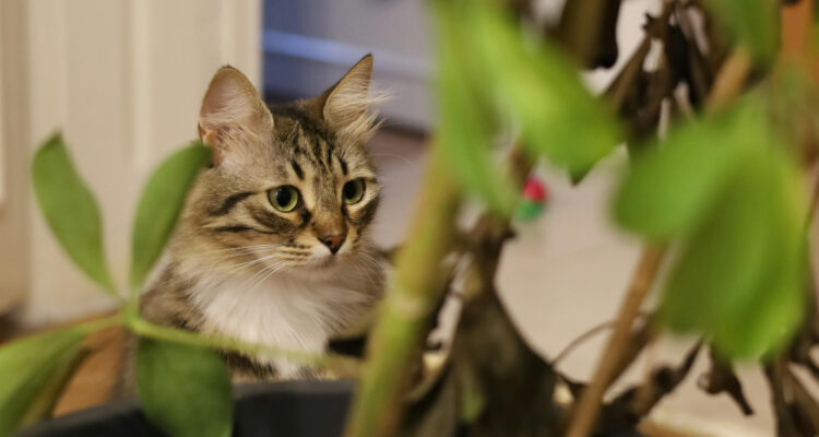 Gato en medio de plantas