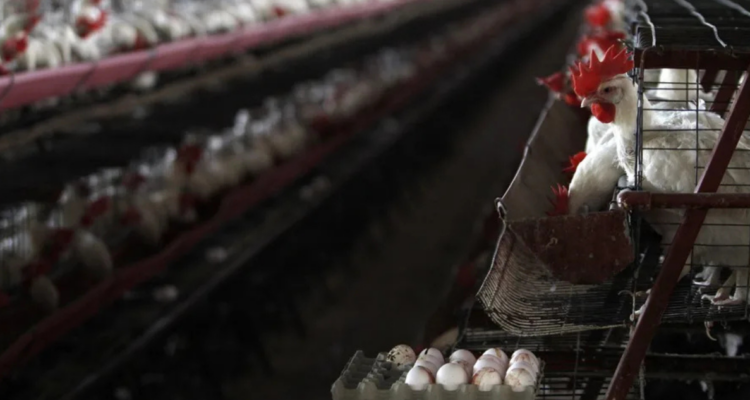 Fotografía de archivo de una granja de gallinas en México