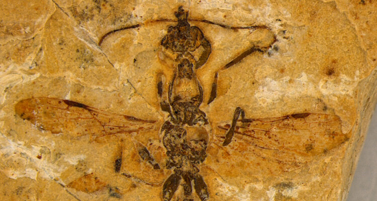 Hormiga “infernal” con alas