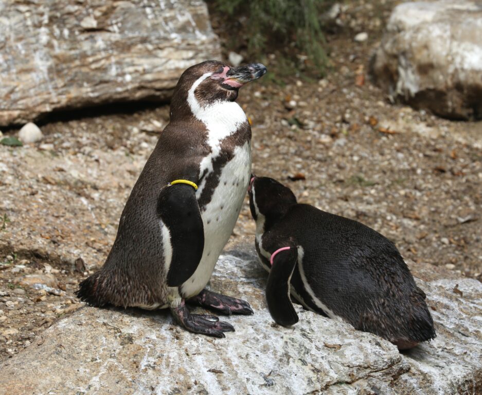 pingüino de Humboldt