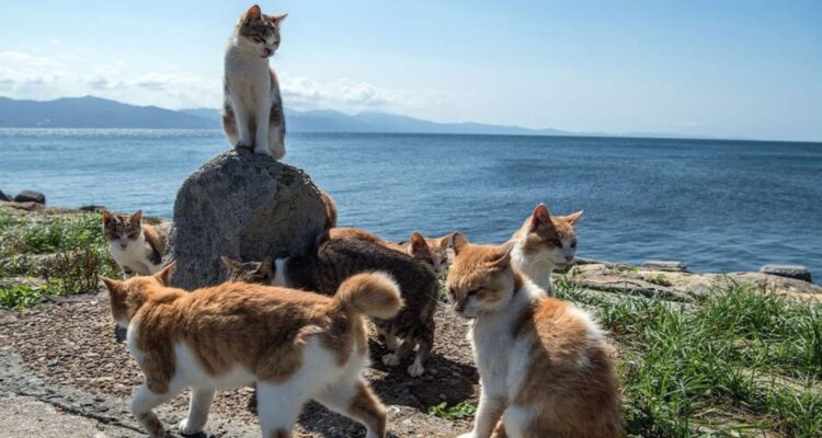 Isla de Aoshima | Getty Images