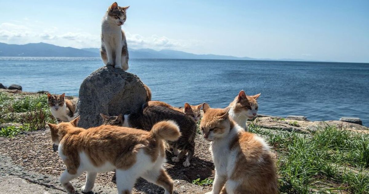 Isla de Aoshima | Getty Images