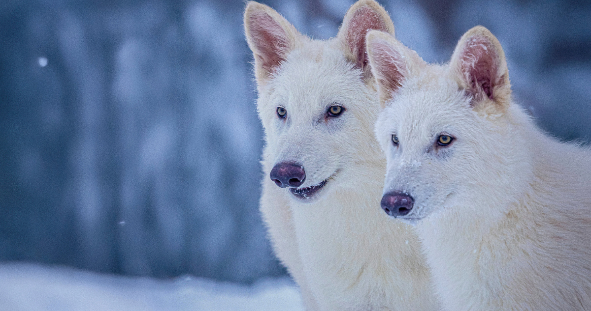 Lobos Gigantes extintos